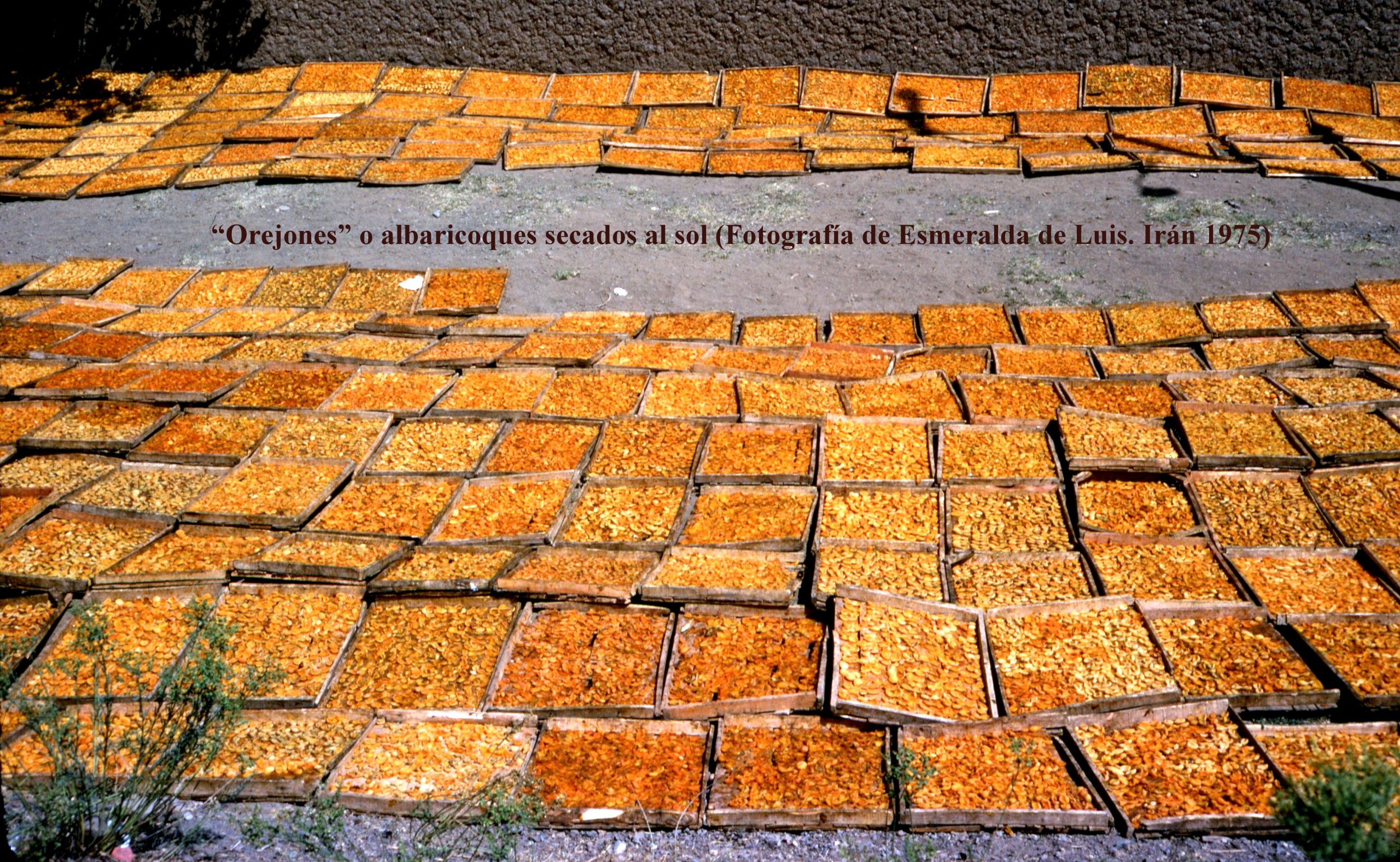 II.22.26 - Orejones secándose al sol_Irán 1975