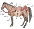 011-caballos