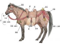 011-caballos